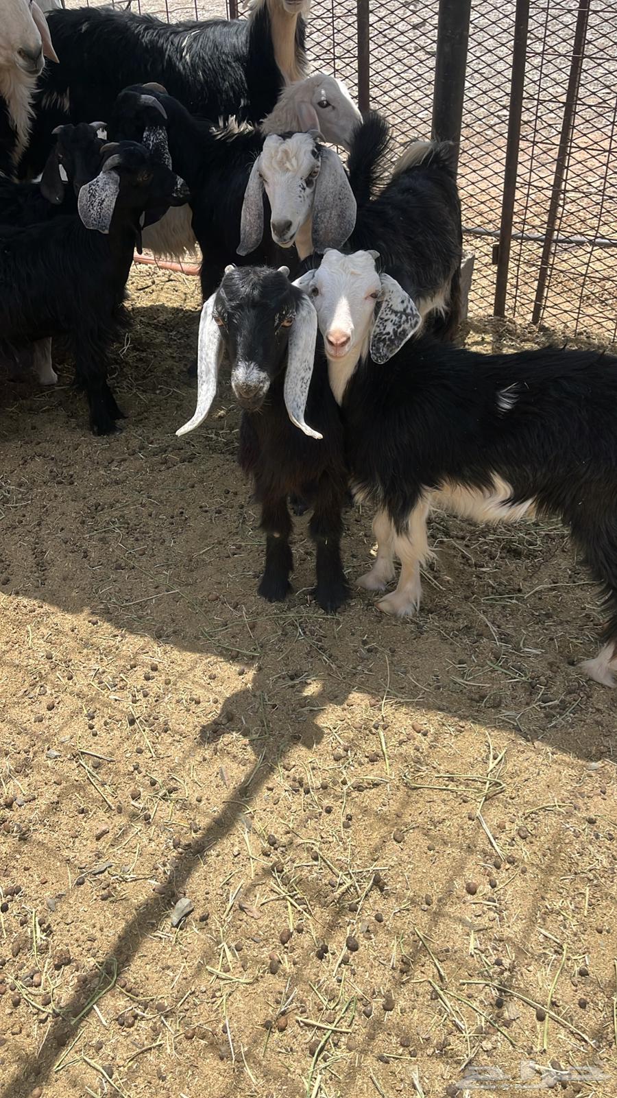 بهم للبيع64264293408258112