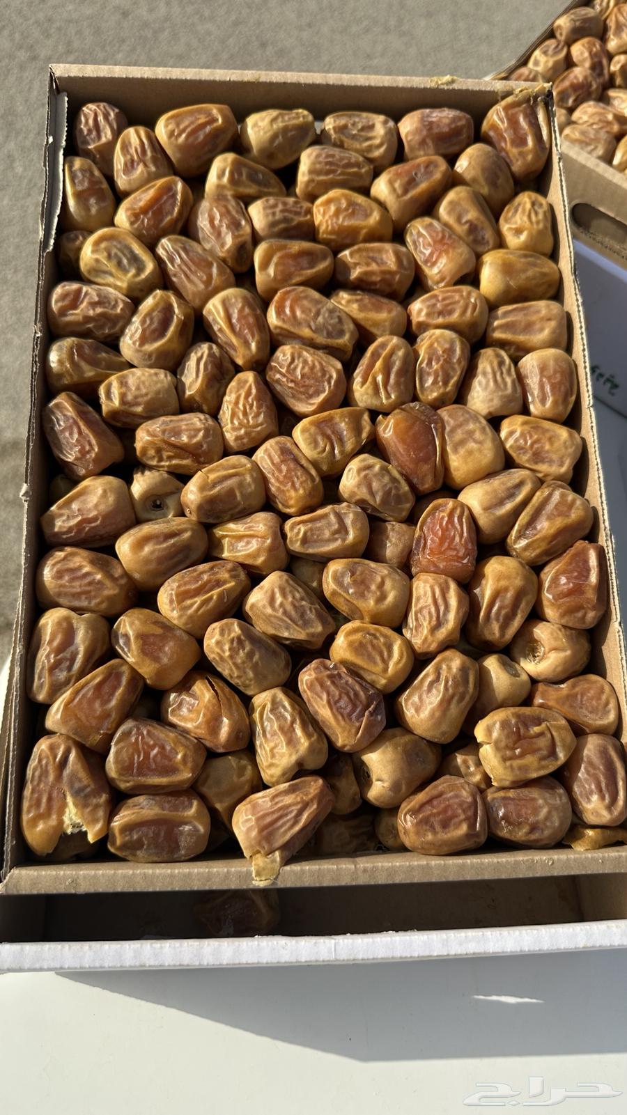 Sukkari Dates64259463204353112