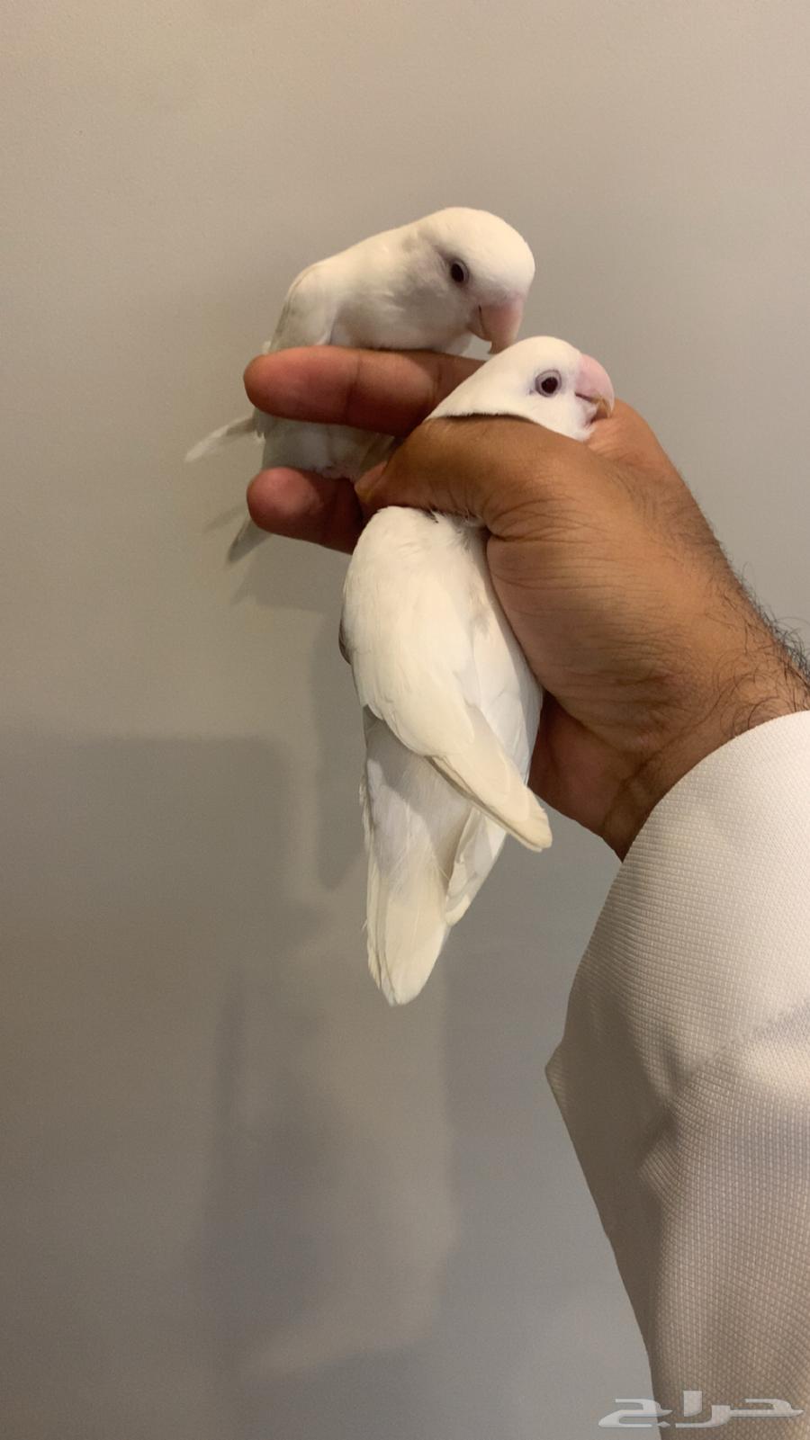 زوج روز البينو اليفين للبيع64261703199363110