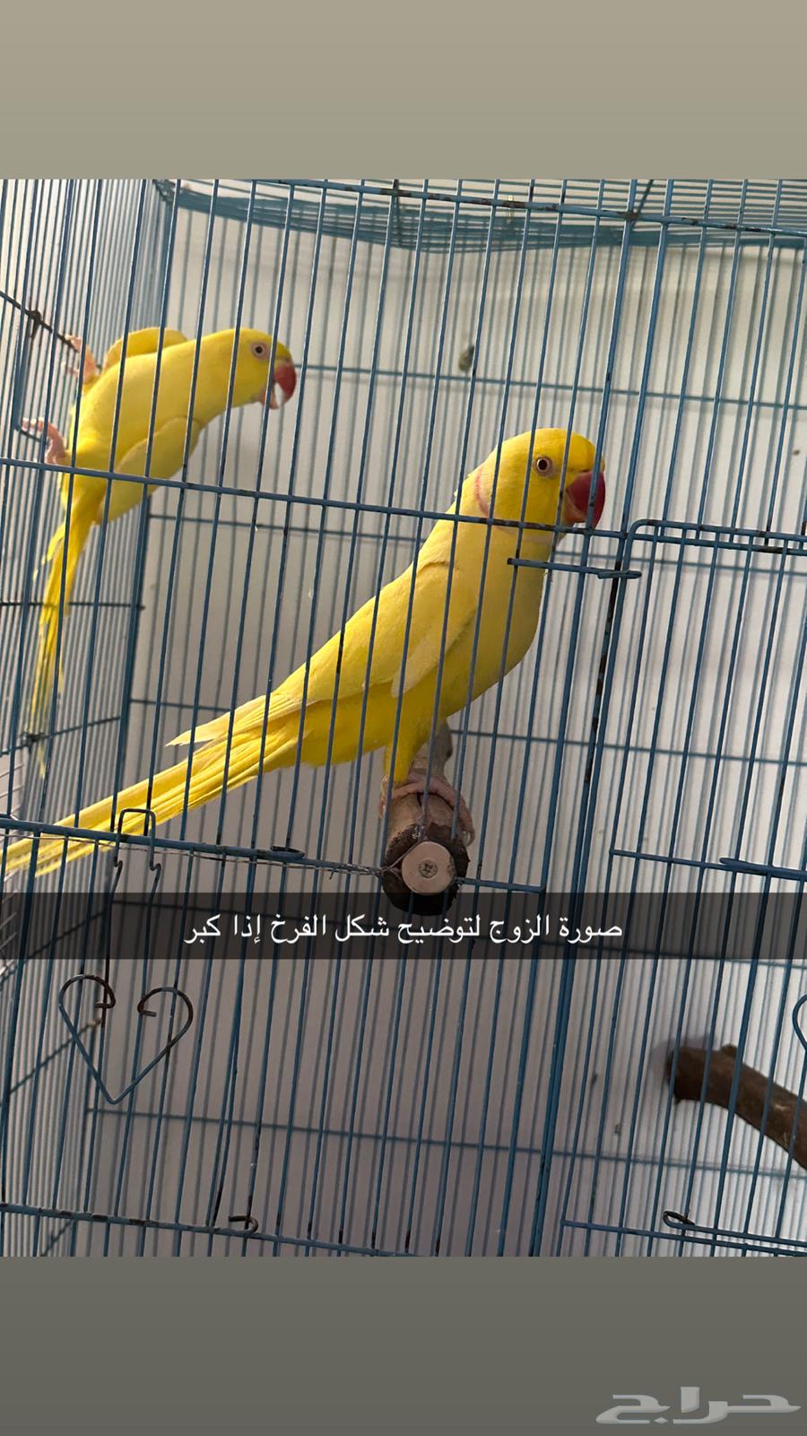 فرخ دره (تم البيع خارج الموقع )64272174194177114