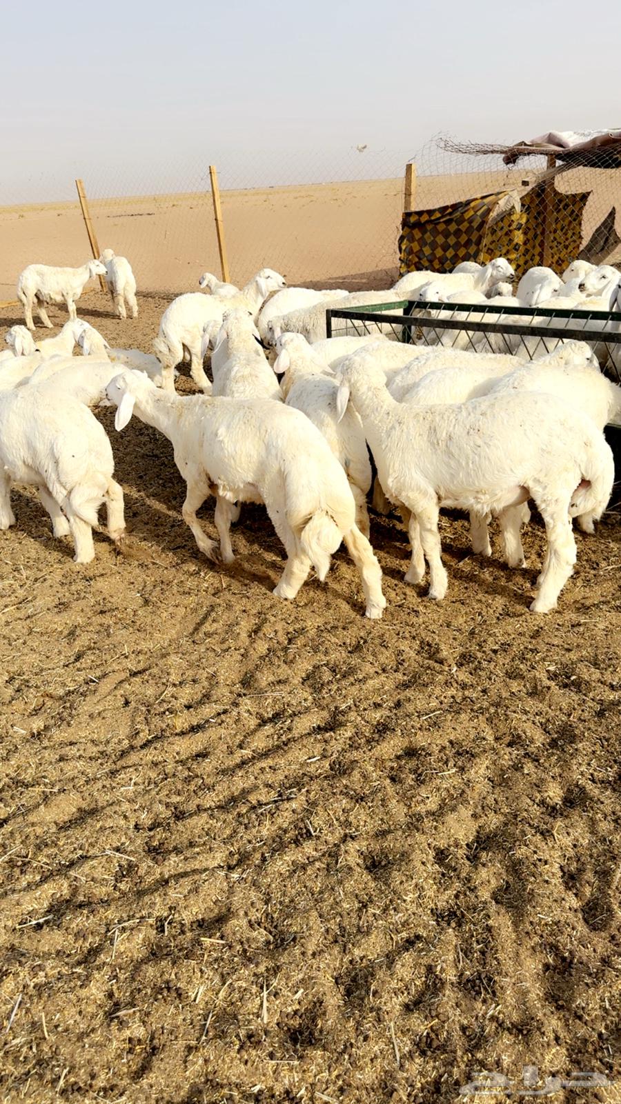 فواخر طليان حرري مربوووطه64263022481410113