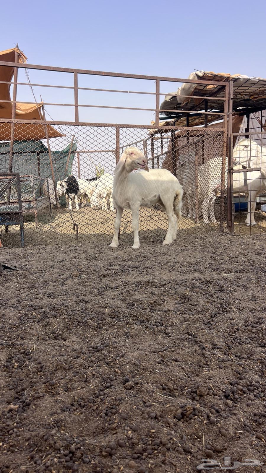 للبيع رخل64264306288642114