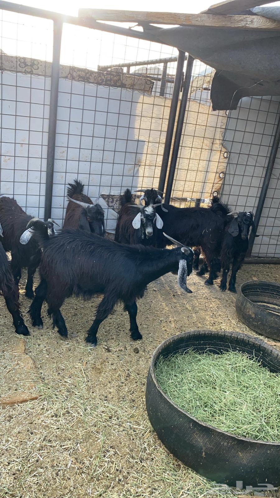 تيوس للبيع64256924717953112