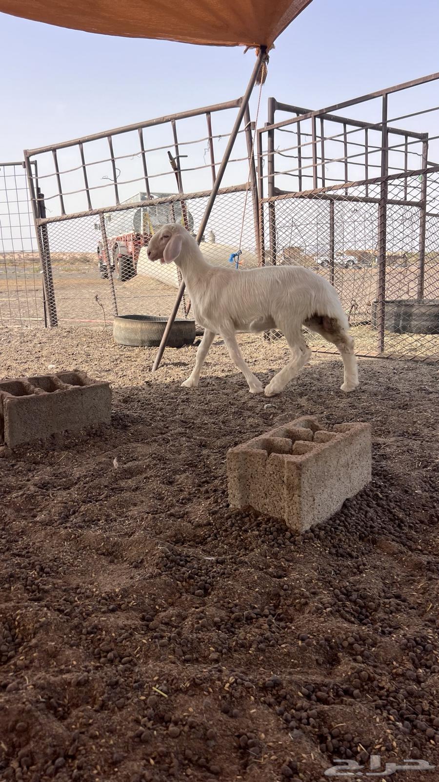 للبيع رخل64264306288642113