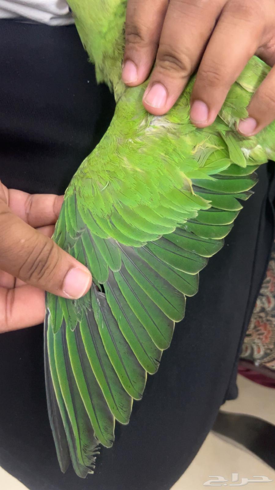 فرخ ببغاء دره توه مفطوم اليف ويطلع على اليد ومعه اغراضه64257070939905113