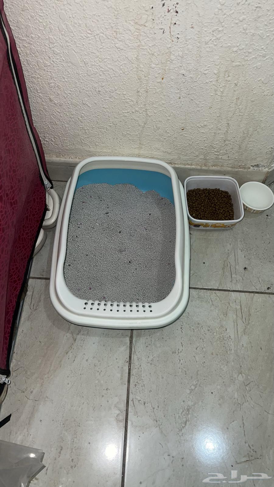 Female kitten, approximately two and a half months old, healthy and playful, Scottish Straight64257225020034111