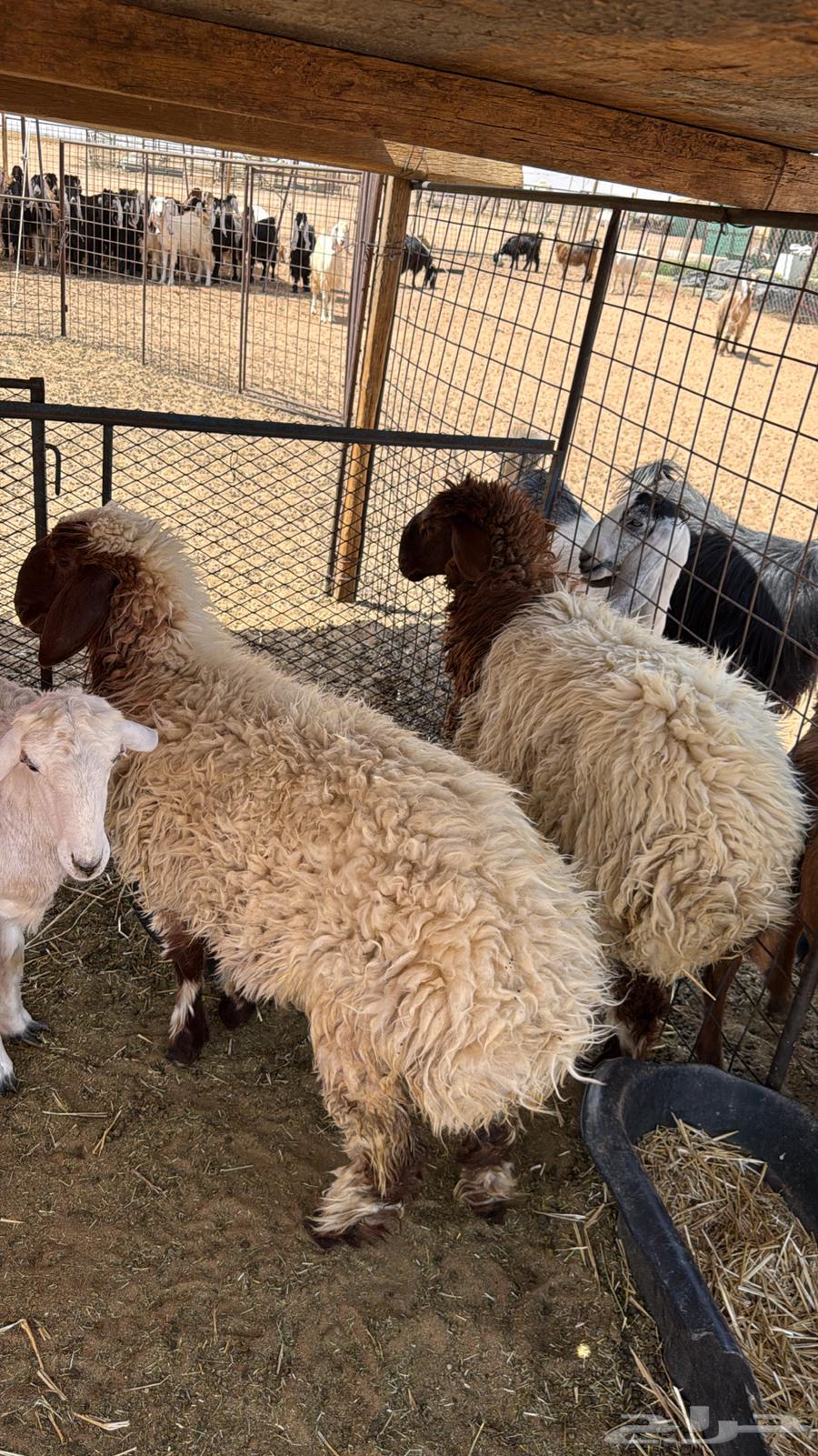 Rukhla Naaim Juthat64263909811457110