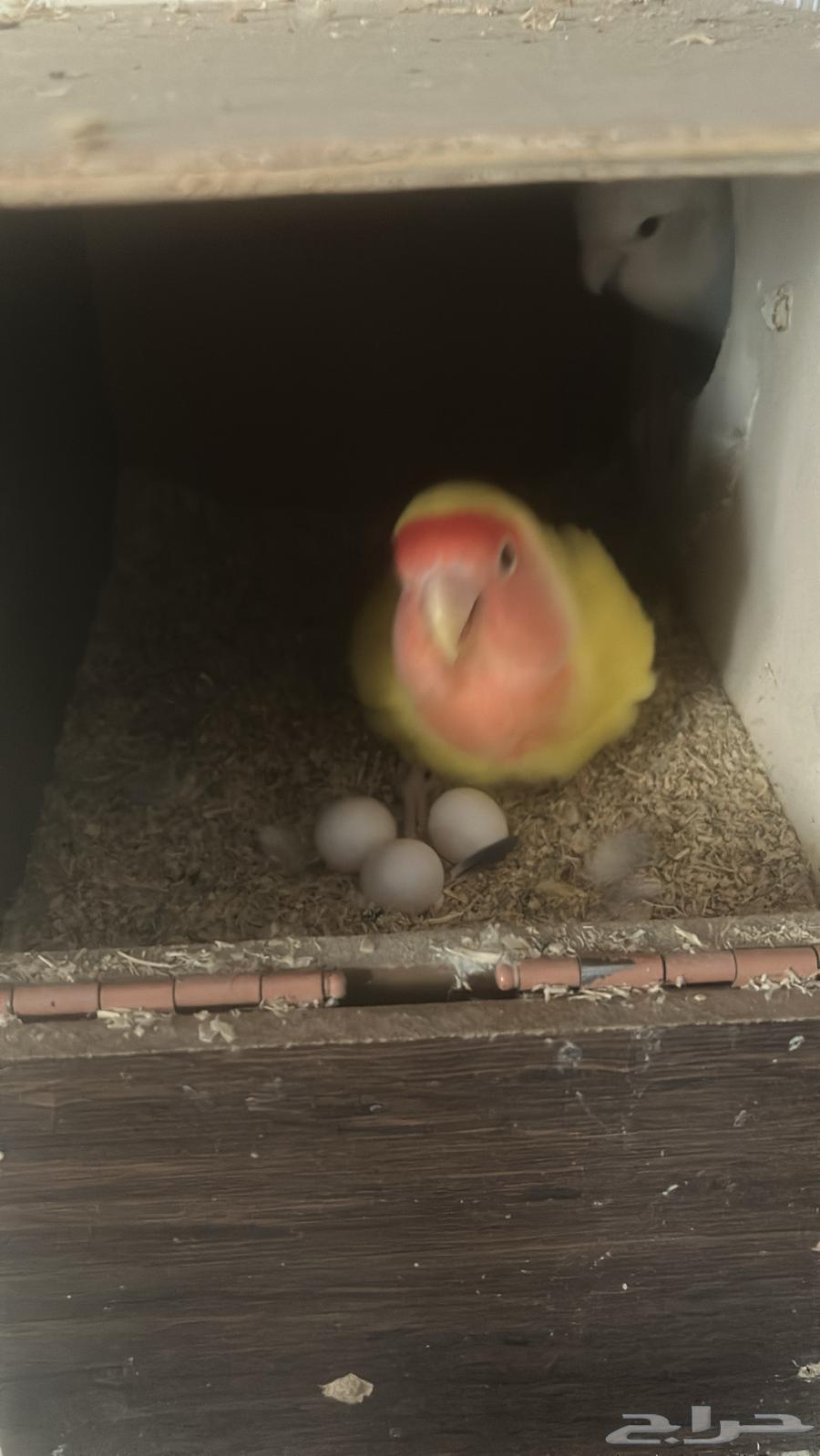 جوز روز منتج64261714192257111