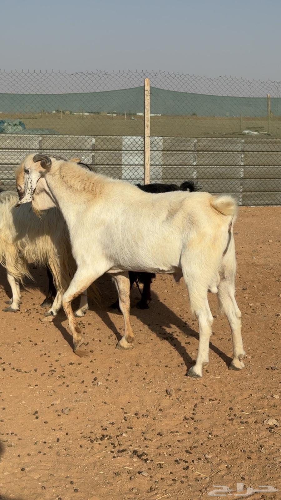 تيس للبيع فحل64270835540993112