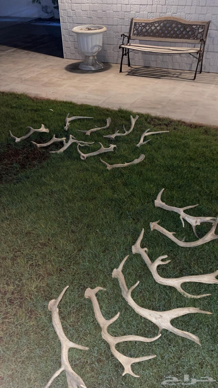 قرن غزال اوروبي64262864830849110