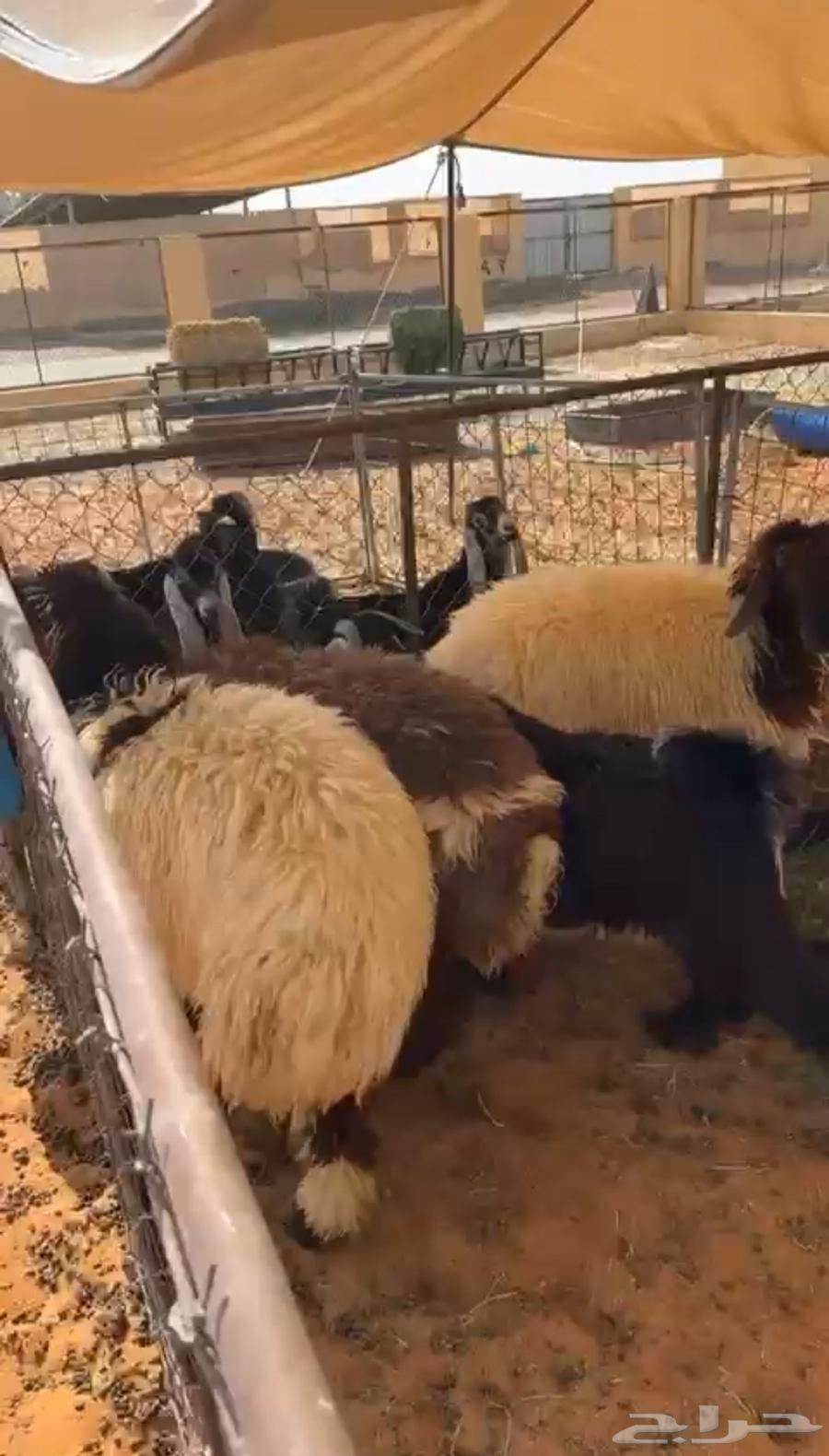 Three female camels, 6 months old, beautiful appearance, good hair and bones64096783703809111