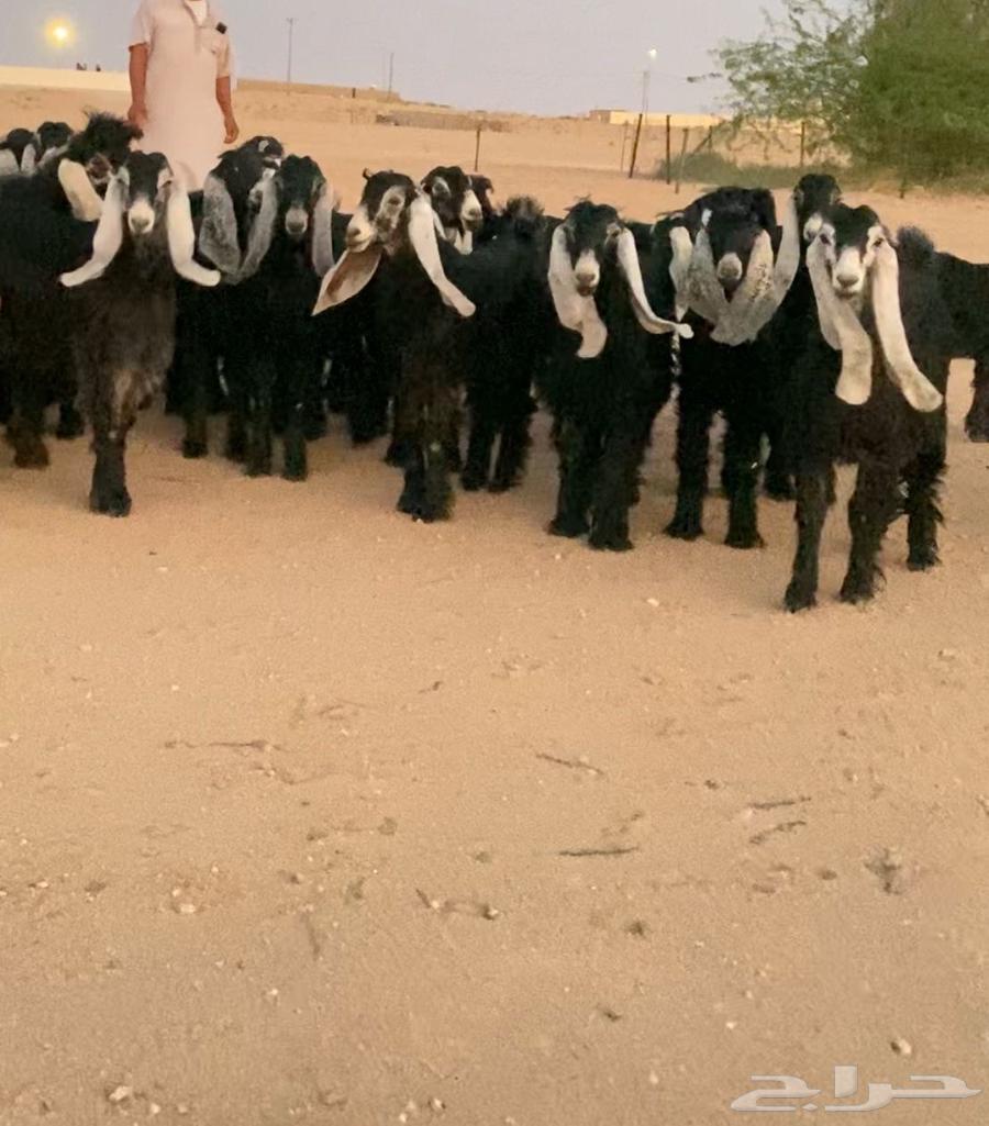 جفرات عوارض صنف 31 بالفحل64256760063617110