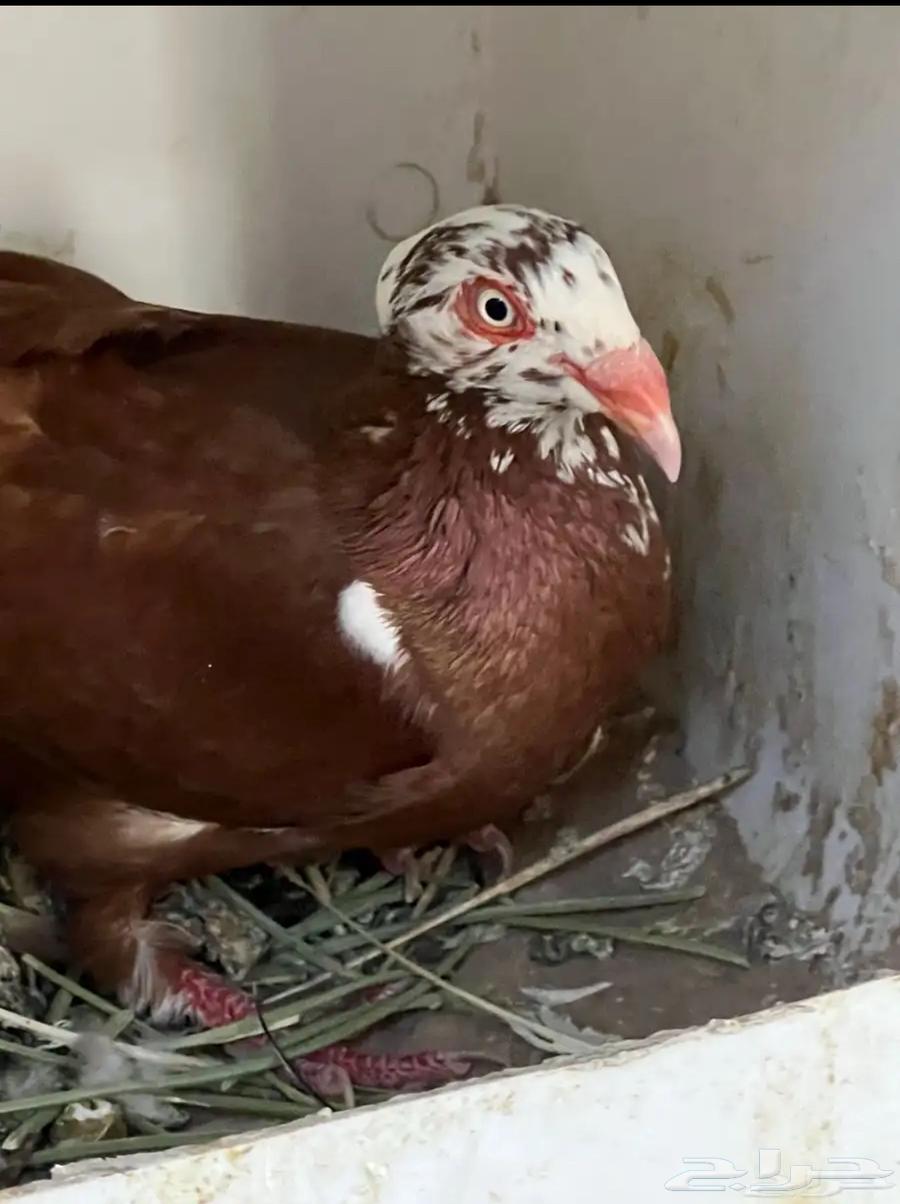 زوج اسرائيلي فاخر تايقر64262714452994111