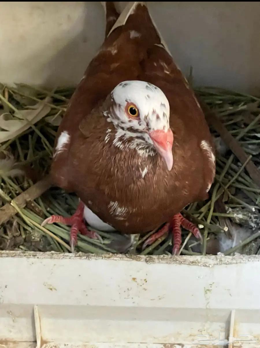 زوج اسرائيلي فاخر تايقر64262714452994112