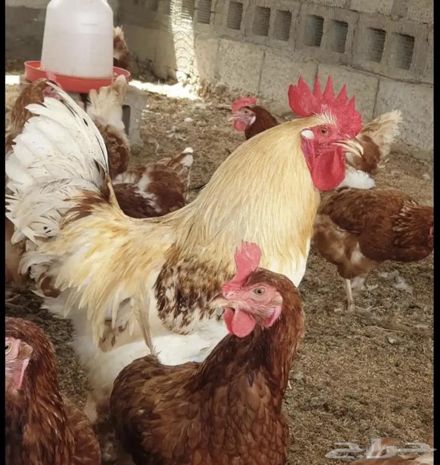 صوص صيصان لوهمان لهمن براون64252648018561114