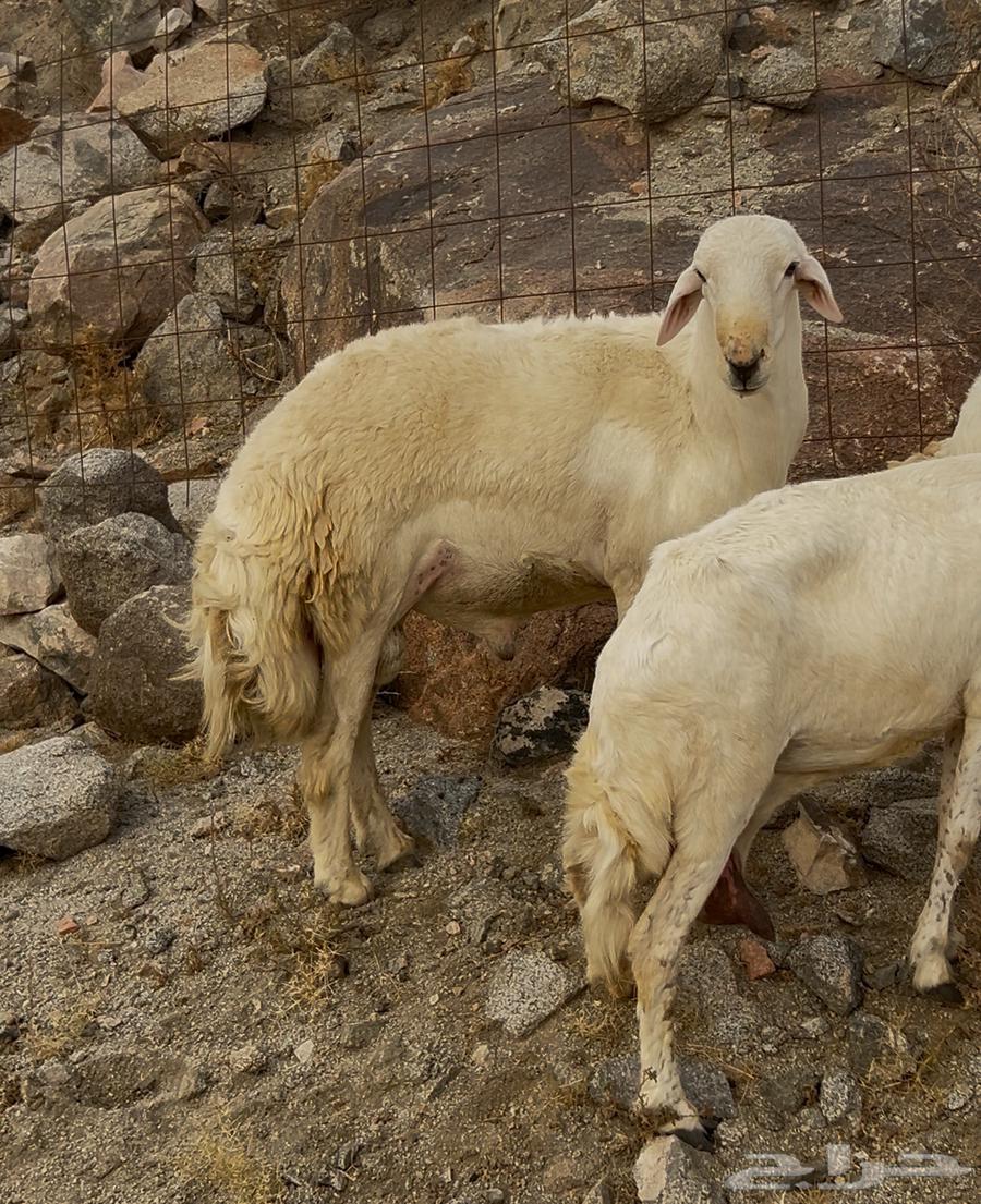 ( تم البيع ) فحل حري صنف فاخر رباع مشروط64274588548738112