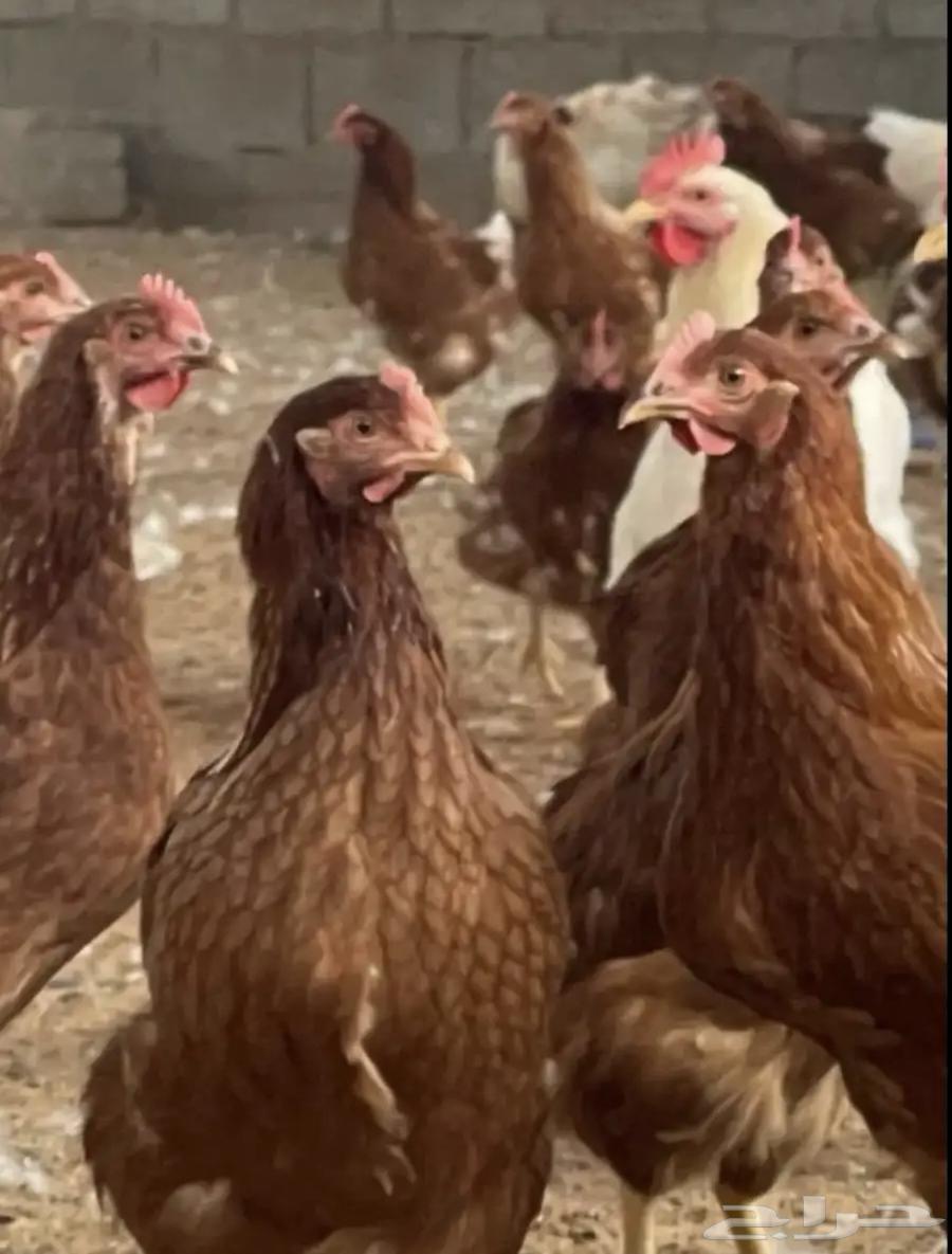 صوص صيصان لوهمان لهمن براون64252648018561113