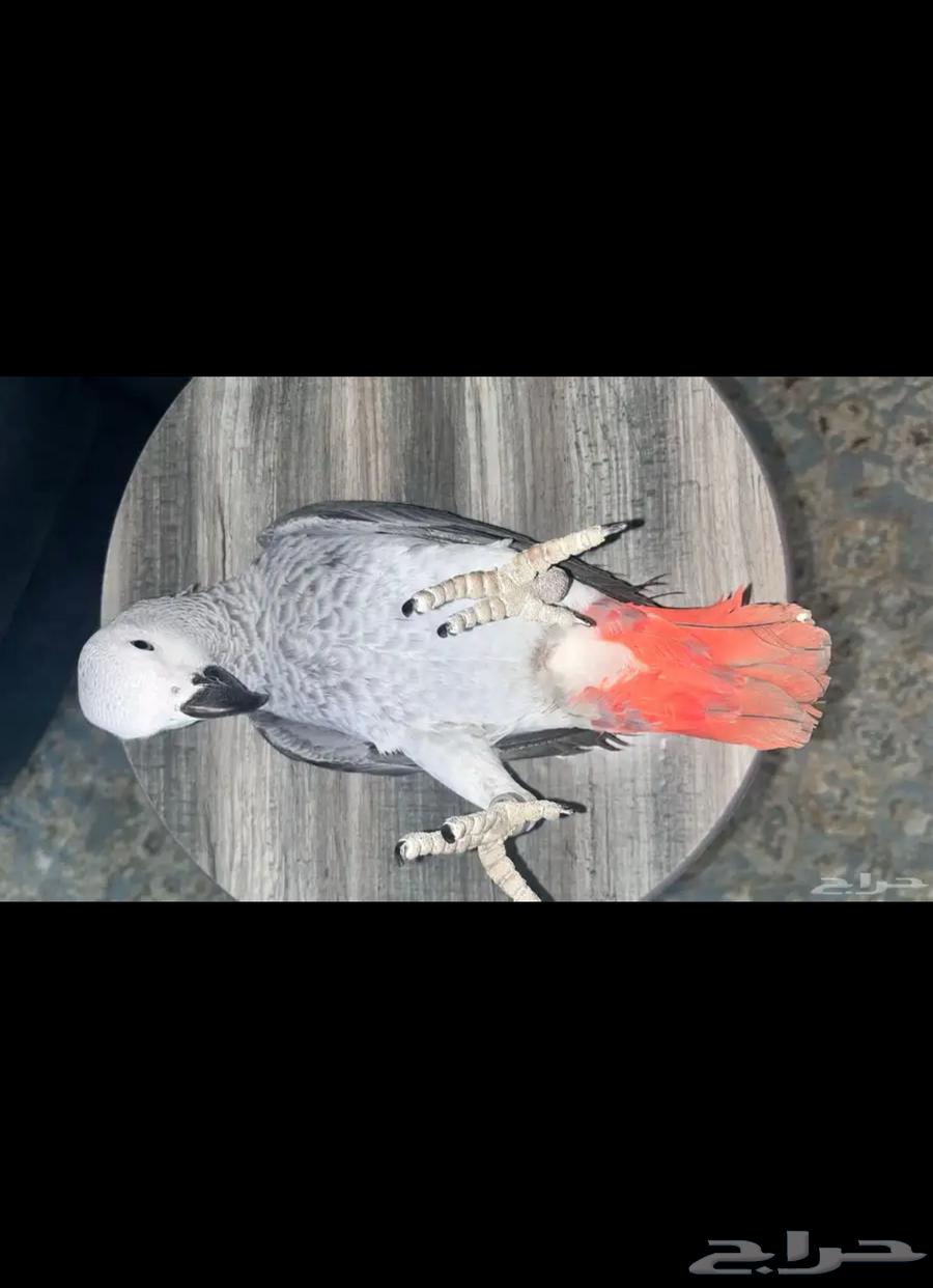 كاسكو اليف للبيع64265165949699113