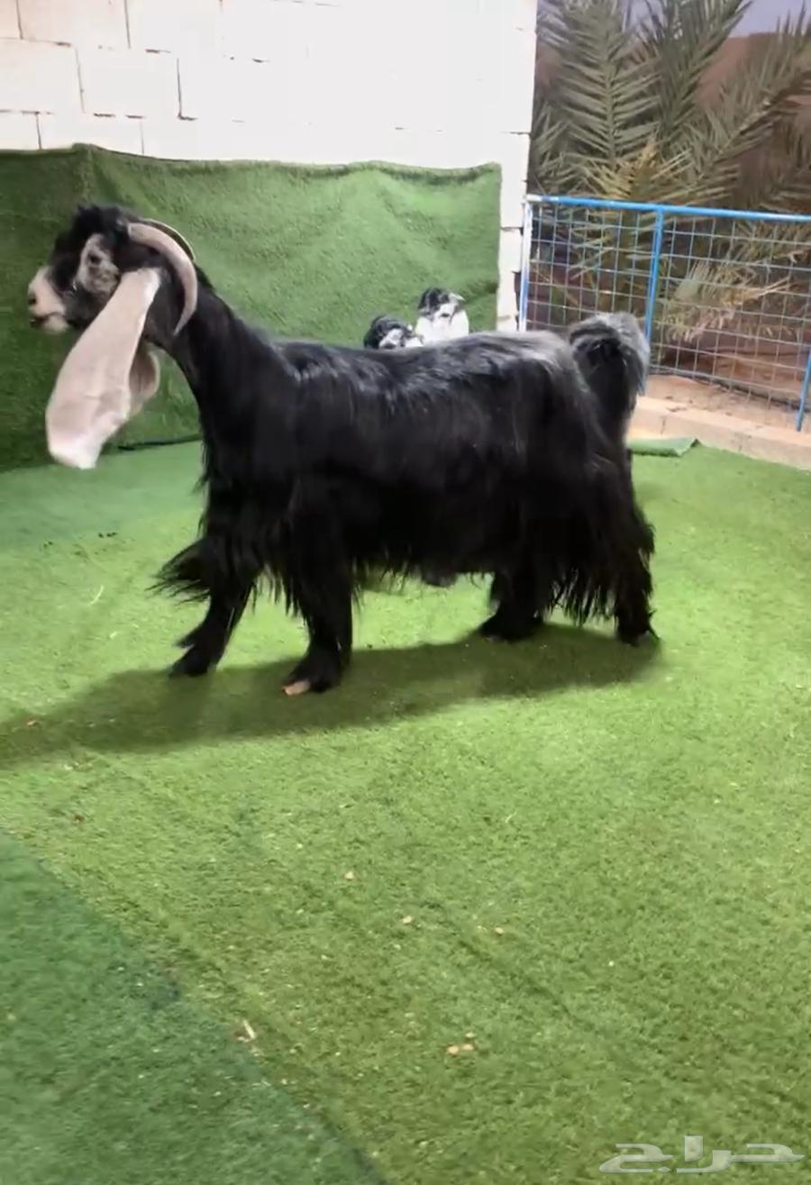 Occasional goat, classified with Tom, classification opponent64275955859841110