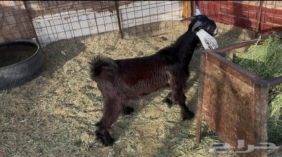 للبيع تيس عارضي عمره 4 شهور64261855187203110