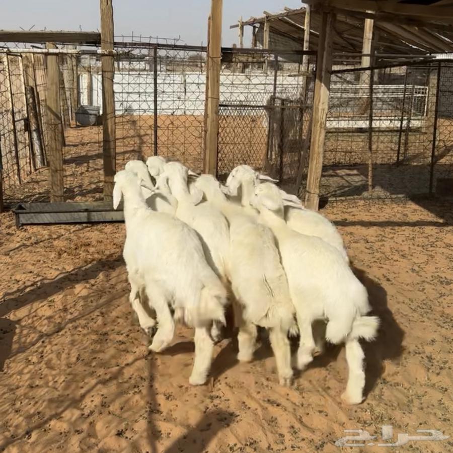 Harif Sheep (Sold)64262852116738110