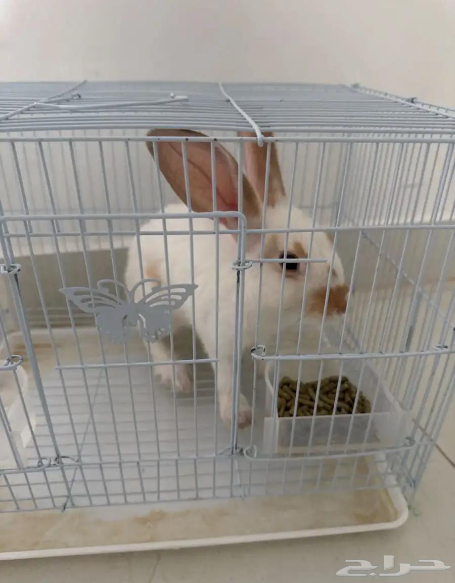 للبيع ارنب64263549997571113