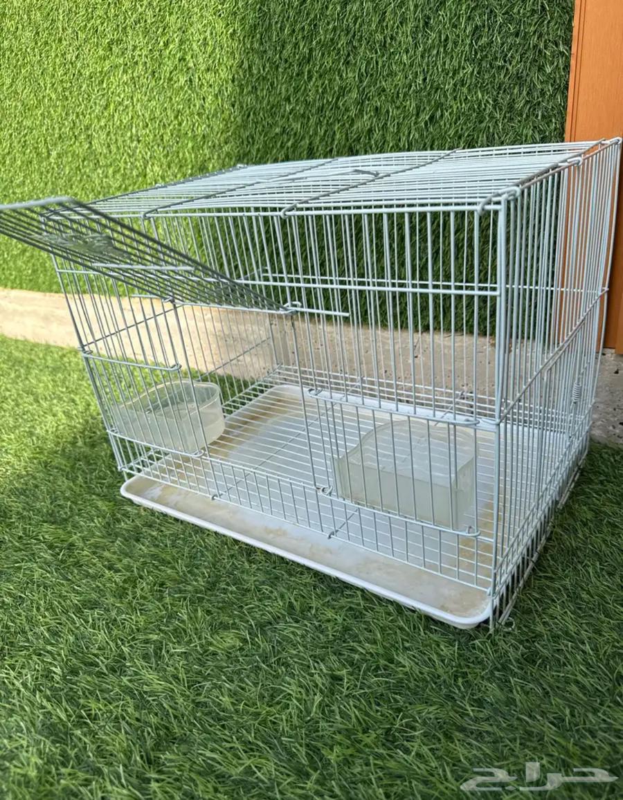 للبيع ارنب64263549997571112