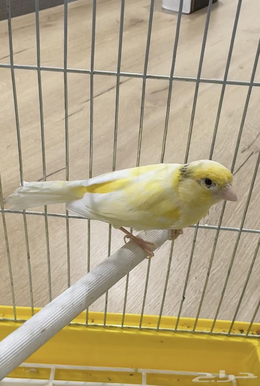 تم البيع64263022547970111