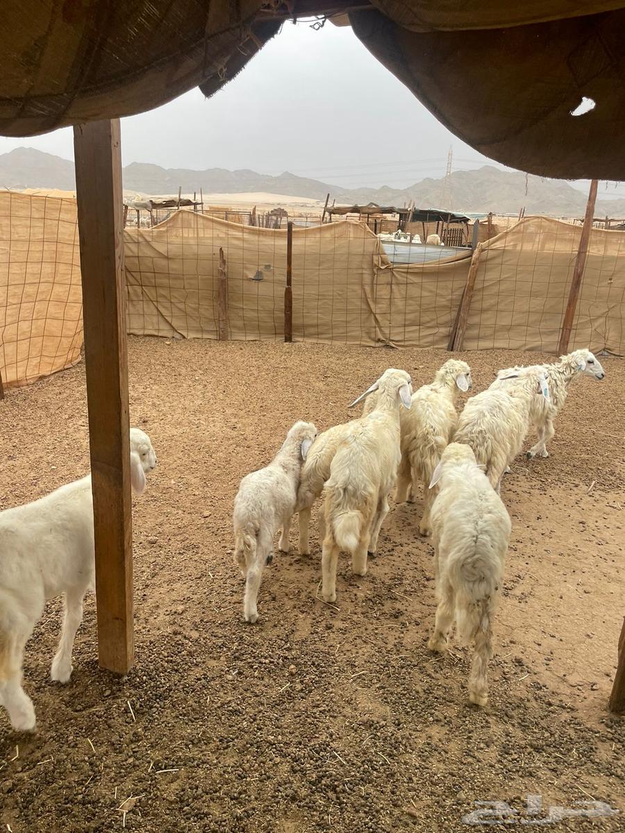 بهم تربيه الحد 56064257225074947110