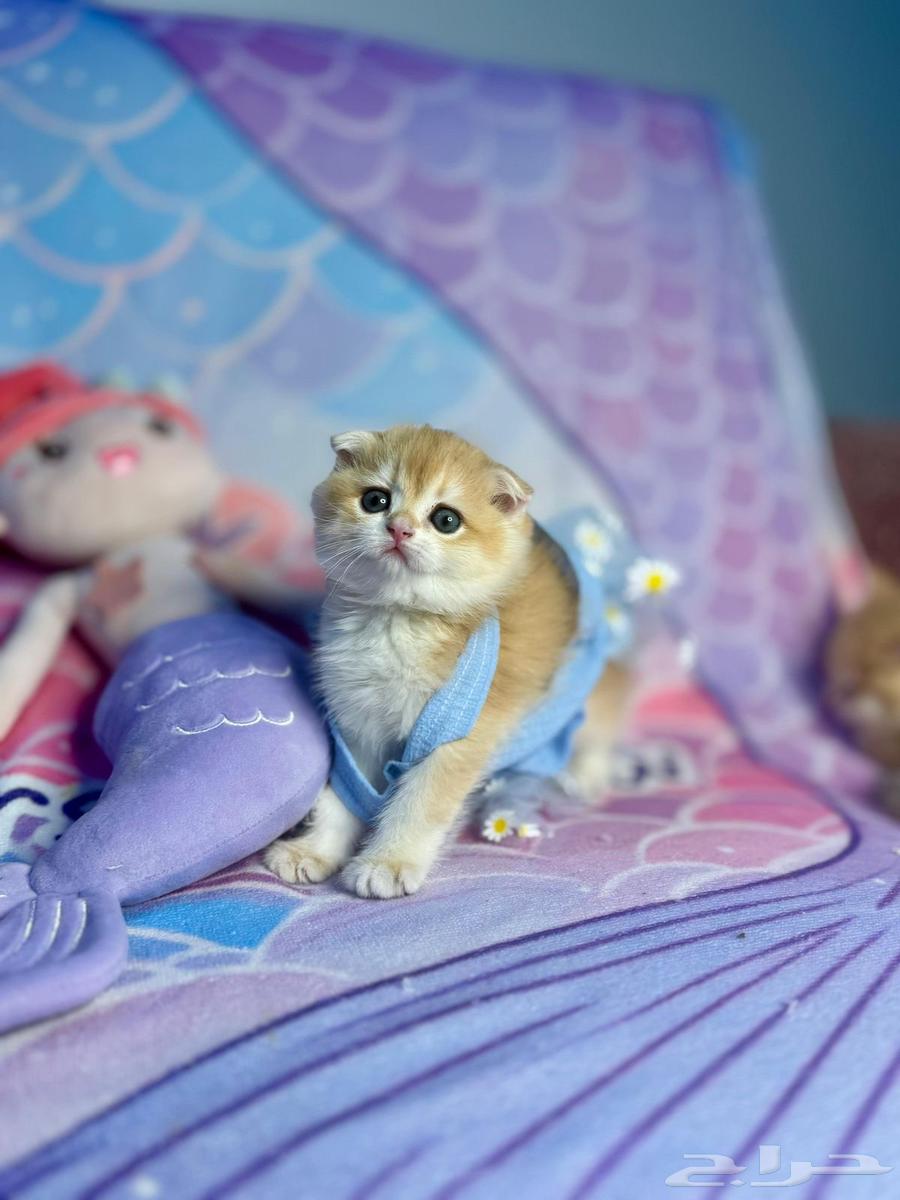 أنثى سكوتش فولد للبيع64265760323202111