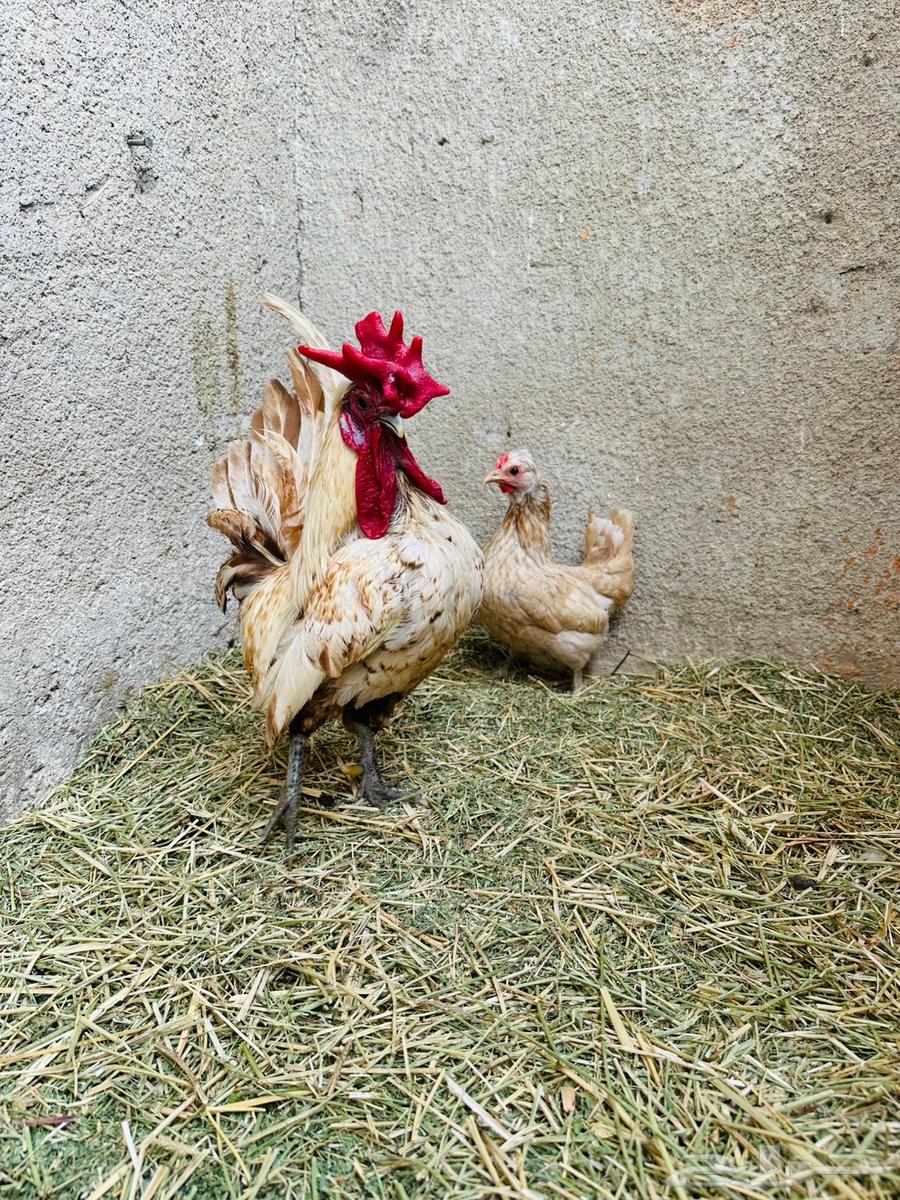 جوز كويتي قزم ريديوس64252325400195111