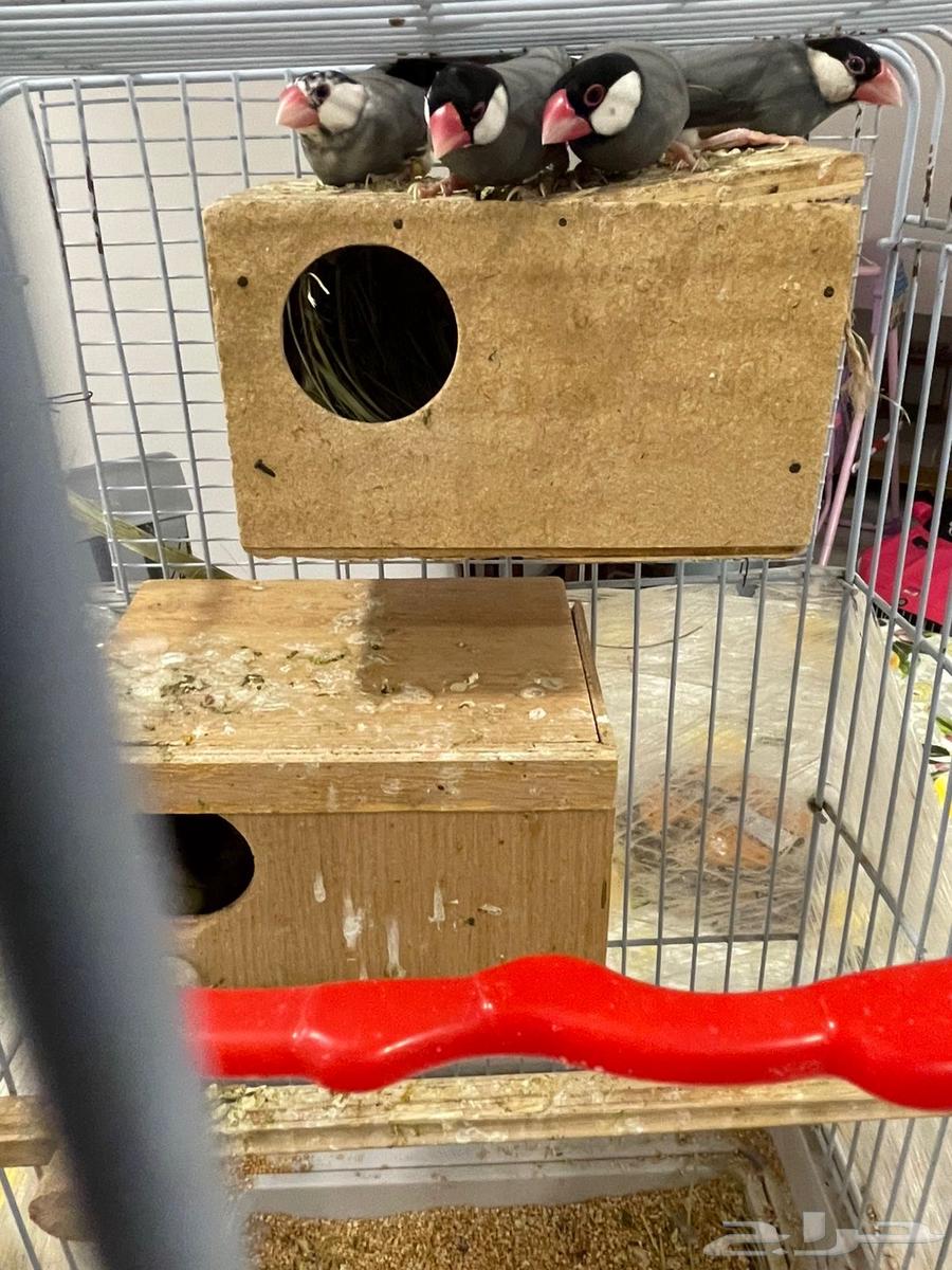 Java breeders on request64257740795522110