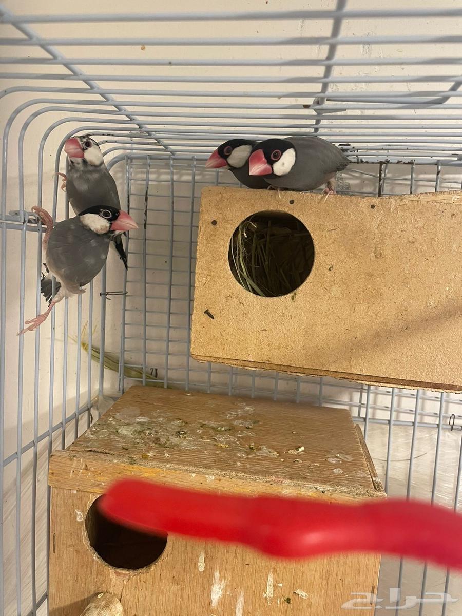 Java breeders on request64257740795522113