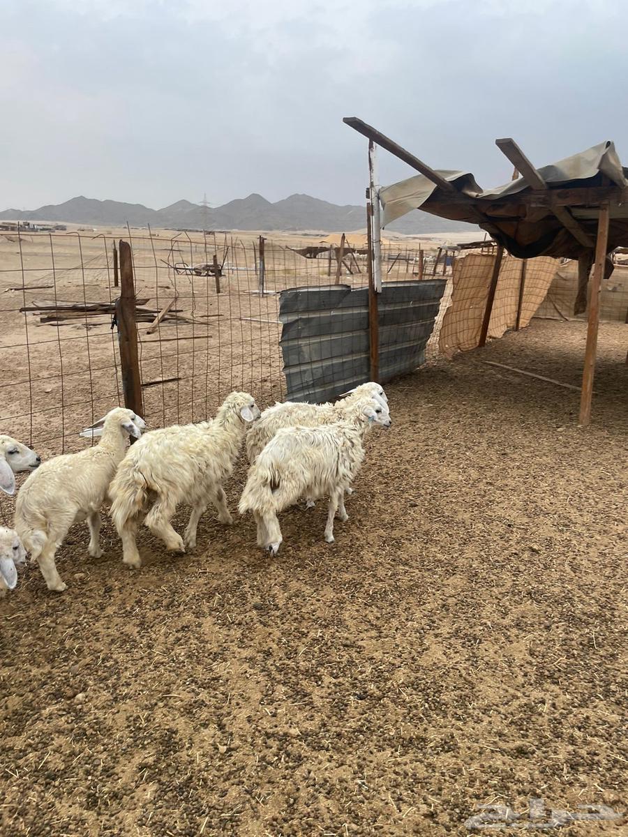 بهم تربيه الحد 56064257225074947111