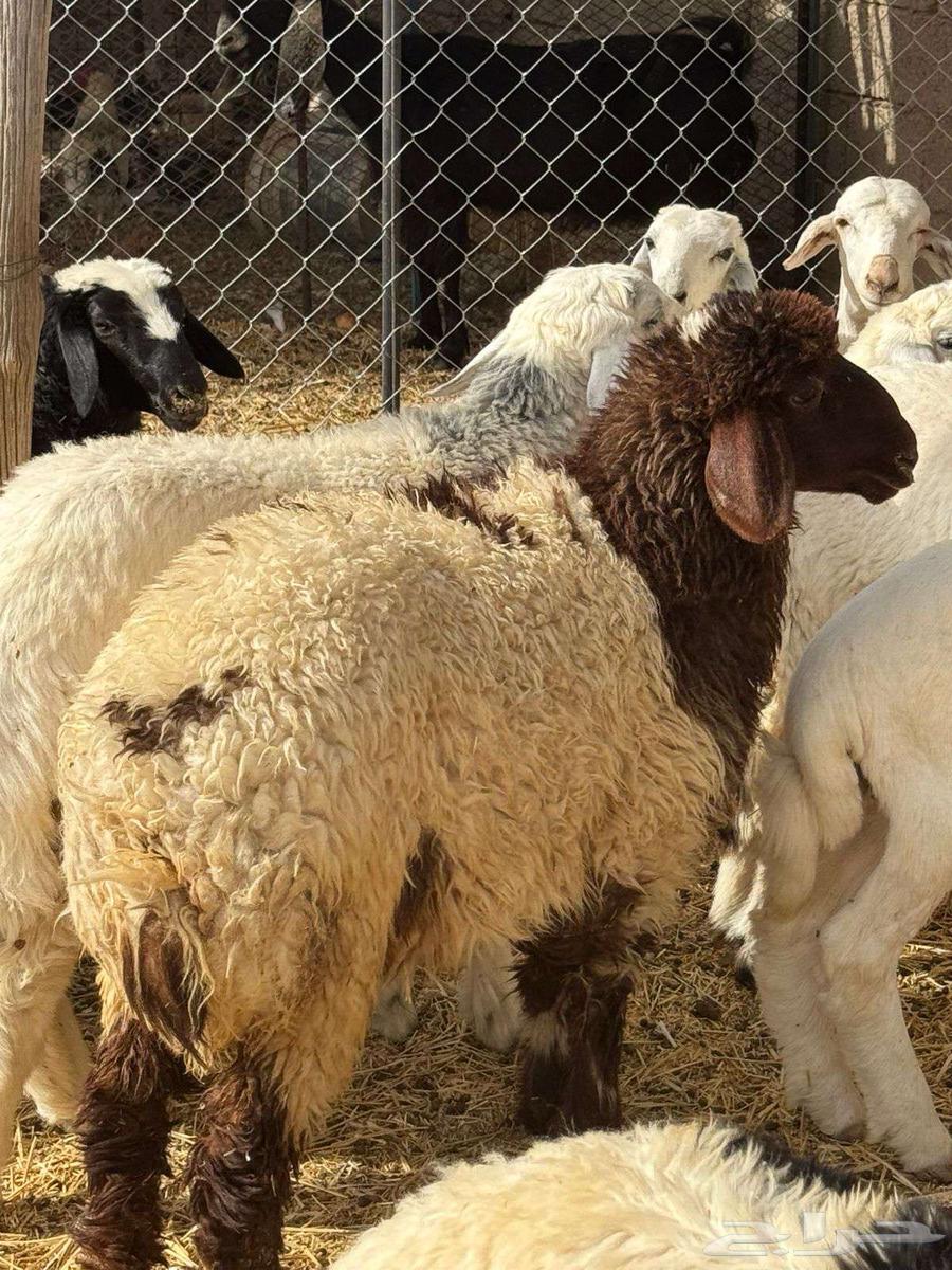 ذبايح للبيع64264453889411111