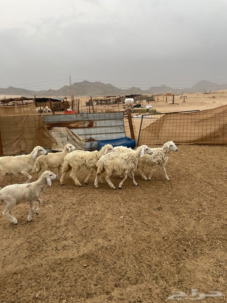 بهم تربيه الحد 56064257225074947112