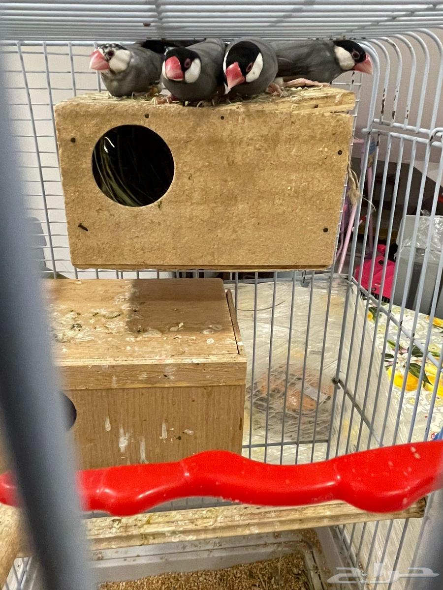 Java breeders on request64257740795522111