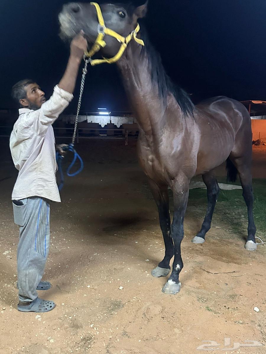 حصان انقليزي64260786434947111