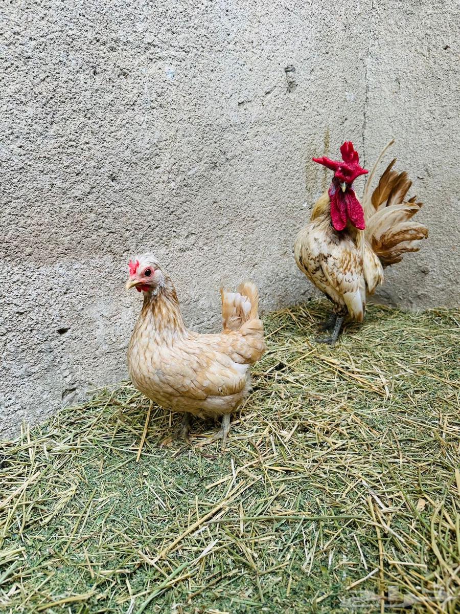 جوز كويتي قزم ريديوس64252325400195112