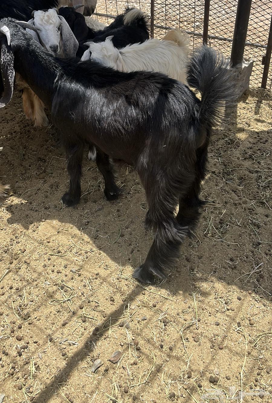 بهم للبيع64264293408258111