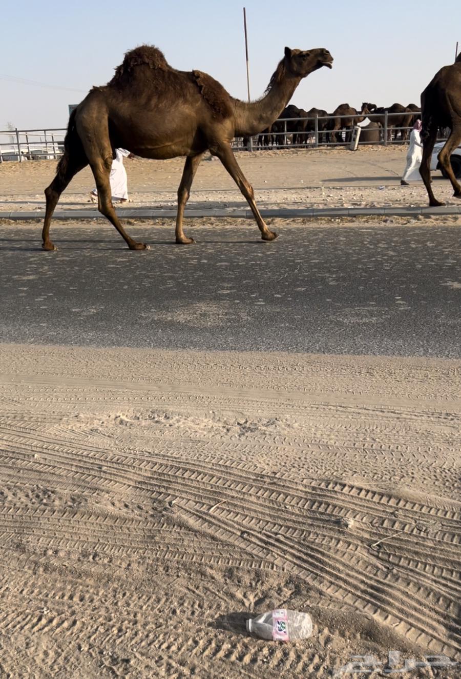 Al-Qahat is good64271956350209111