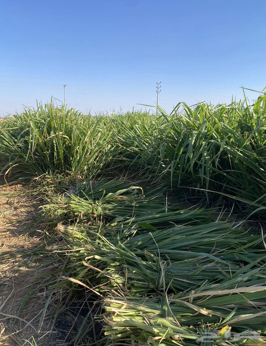 اعلاف وشتلات بونيكام اسباني64264797481731113