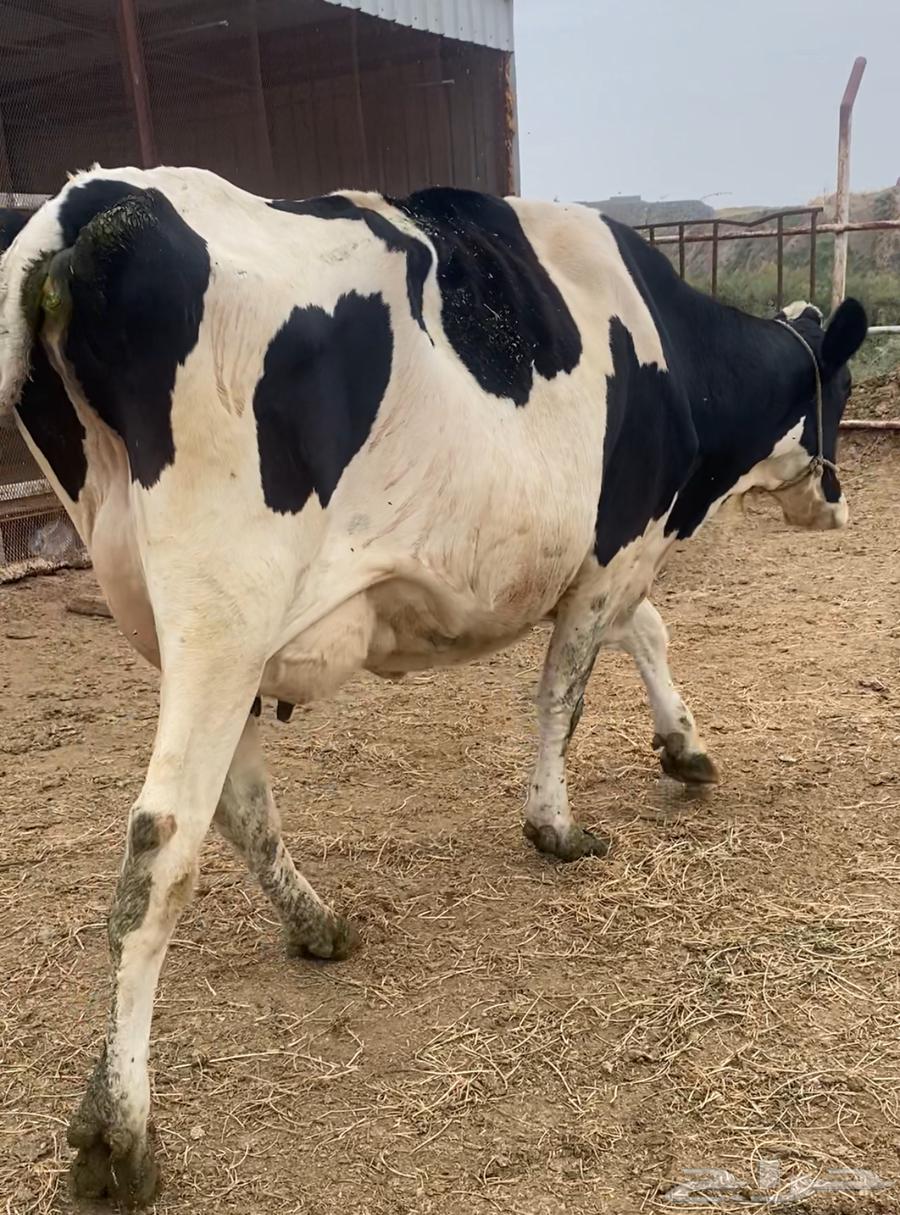 بقره هولندي اصل64265317766145112