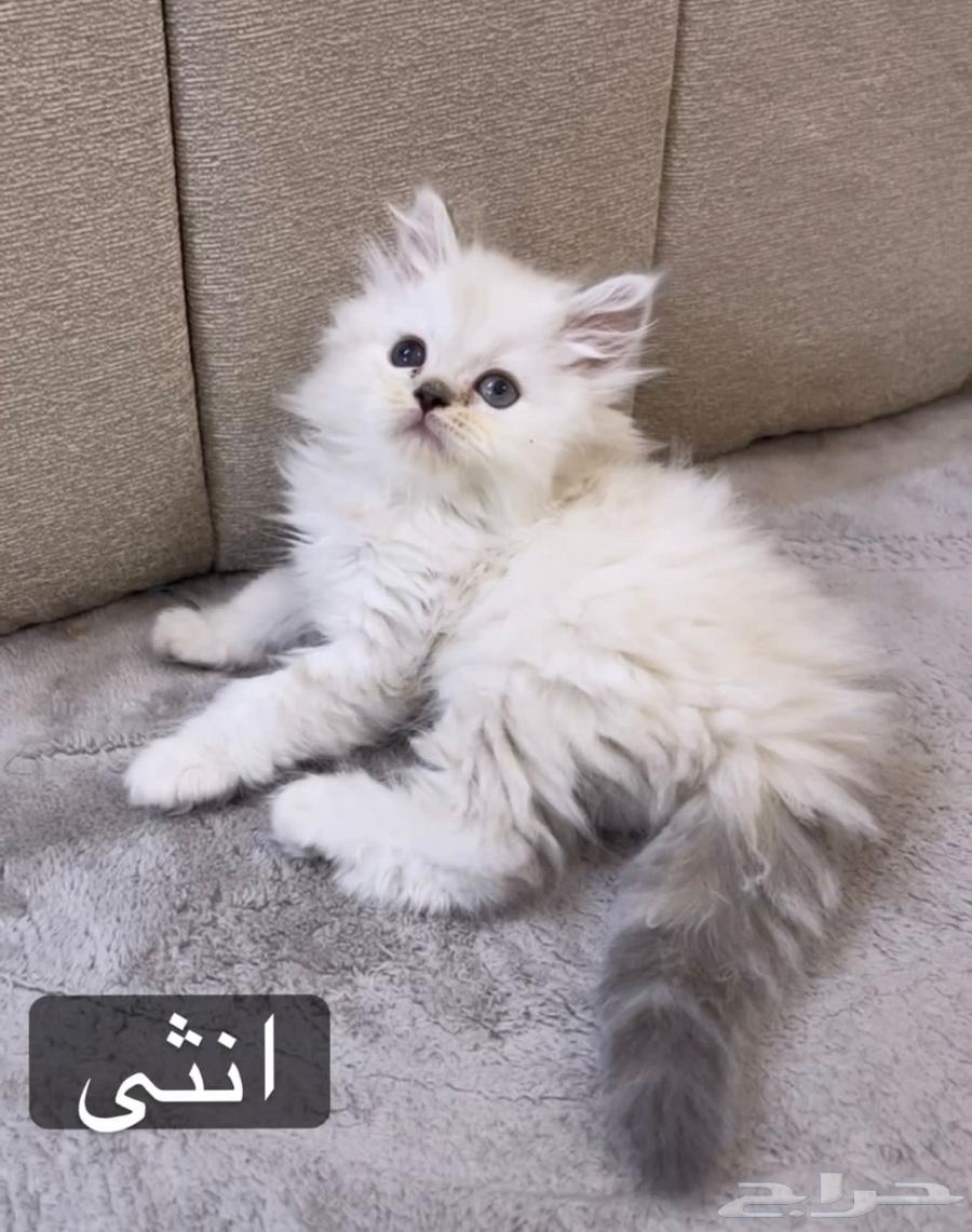 قطط كيتن لل بيع63667795960193114