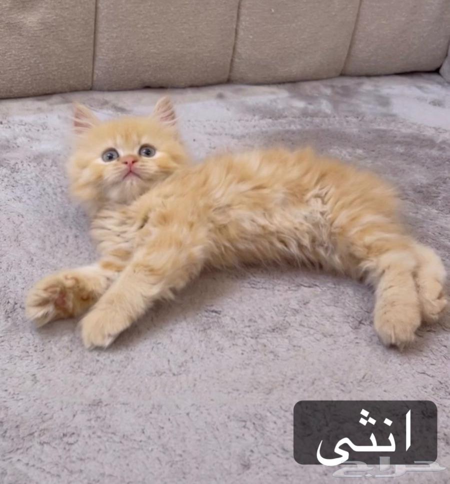 قطط كيتن لل بيع63667795960193110