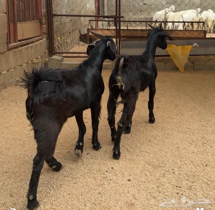 Goats for sale64267039585539111