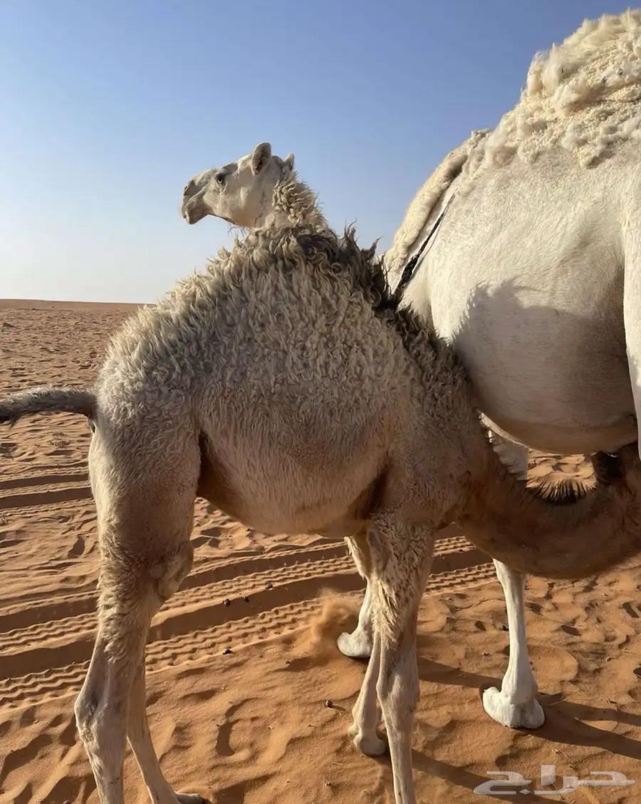 قعود لباني بري للبيع64260407666945110