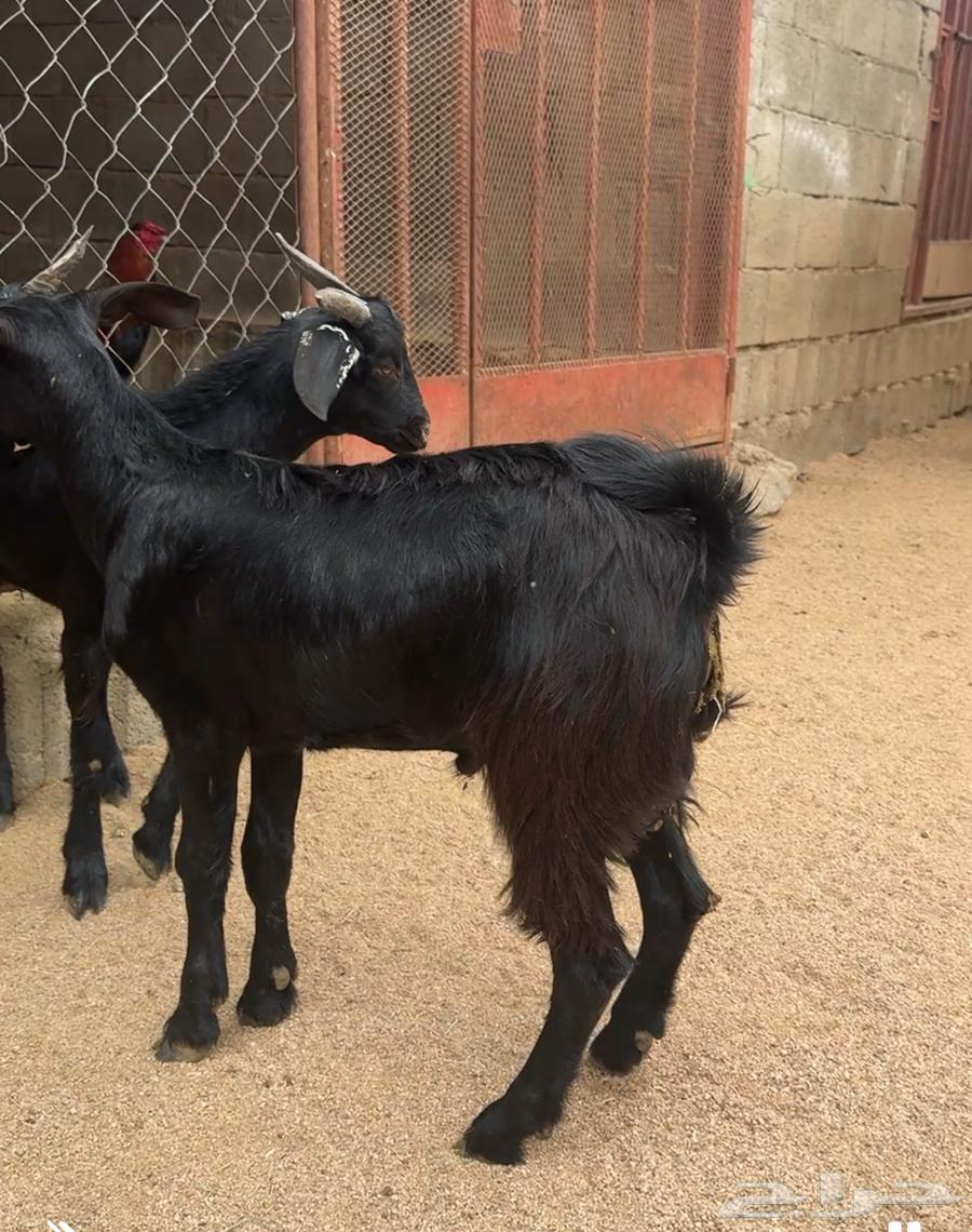 Goats for sale64267039585539112