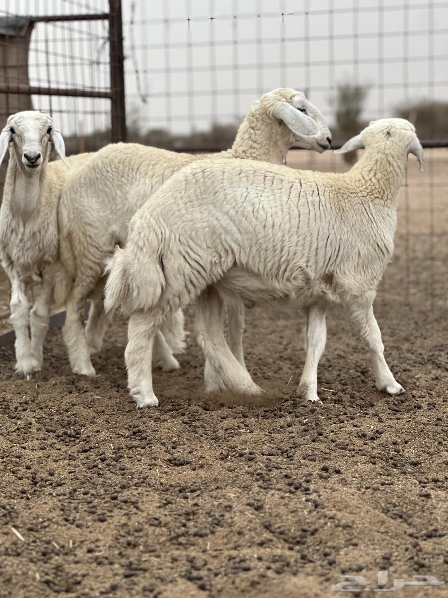 Freshly slaughtered lamb and camel, clean and fresh as a condition64273166466819111