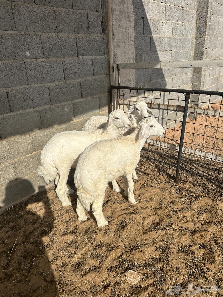 3 طليان حريات64262517520771110